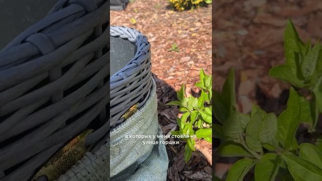 👍Отличный результат после заморозков под декоративн смотреть онлайн