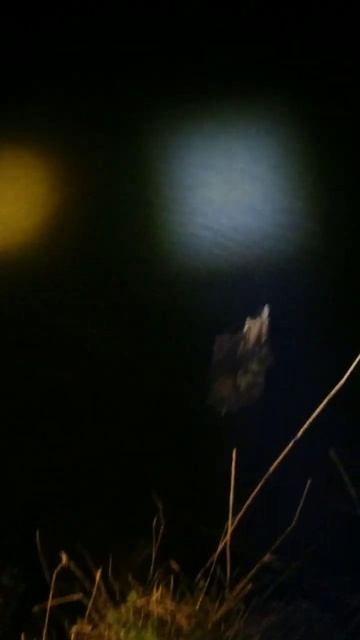 Тестируем новую рогатку, катушку и шнур #щука #трофей #? смотреть онлайн