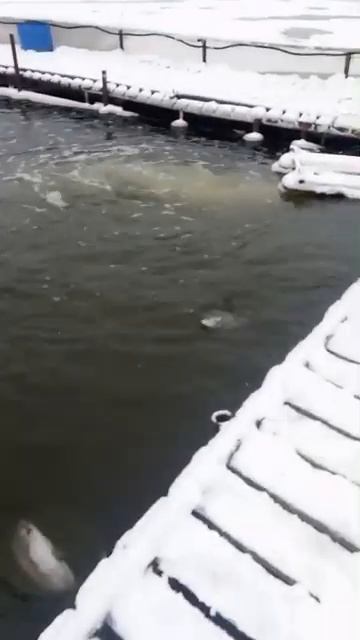 РК Три Пескаря! Video 2024 12 07 at 09 55 50 смотреть онлайн