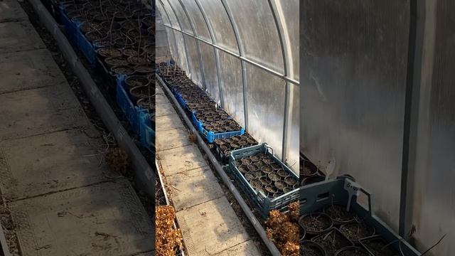 Обрезаю мет.гортензии кустики и саженцы. 10.03.2025 г. смотреть онлайн