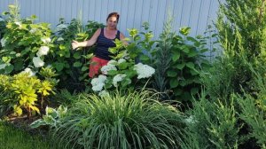 САМЫЙ ЭФФЕКТНЫЙ ЗЛАК: МОЙ ПЕННИСЕТУМ РЕД ХЕД | Пеннисе?