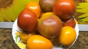 Новинки томатов 2023 года. Томат Домака Тета Катико - ранний, крупный, вкусный!