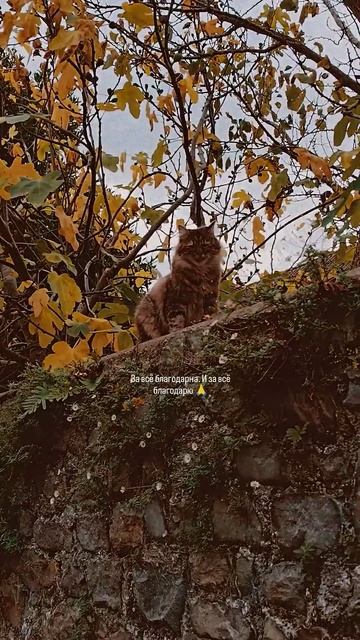 КОТ на заборе | ПРОСТО КОТ смотреть онлайн