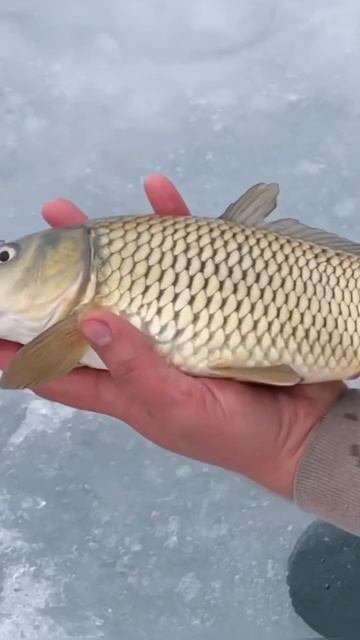 Поймал зимнего сазанишку - отпусти! #shorts смотреть онлайн