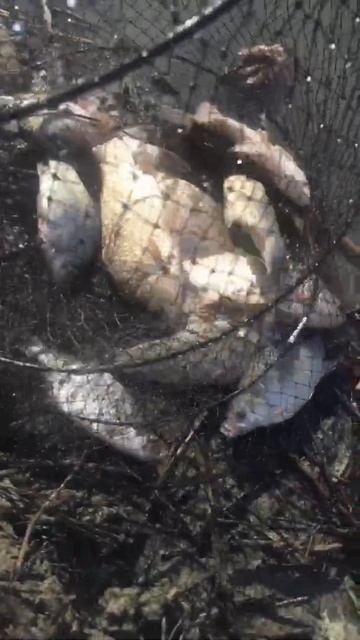 РЫБАЛКА С ДРУЗЬЯМИ смотреть онлайн