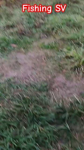 Дождался Поймал Окуня на червя. Рыбалка на Лесных Озёр смотреть онлайн