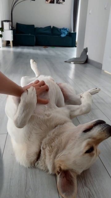 Уволилась, чтобы быть счастливой🙃 #передержкасобак #? смотреть онлайн