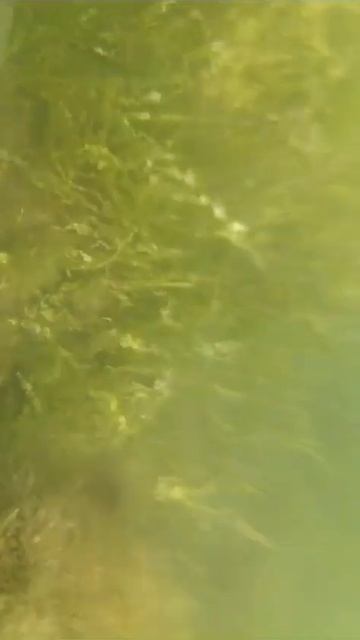 #подводная съёмка #underwater #underwaterphotography #underwaterworld #fishing #пр смотреть онлайн