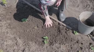 ОБЯЗАТЕЛЬНО  НУЖНО СДЕЛАТЬ ВЕСНОЙ, ЧЕМ ПОДКОРМИТЬ КЛУБНИКУ