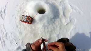 дикие окуняки & мото сани,, кузьма,,