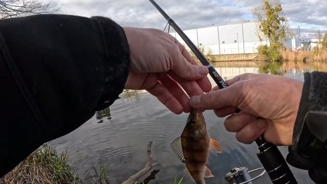 🎯 5 ВИДОВ РЫБЫ с ОДНОГО места! Мормо-спиннинг творит ч?