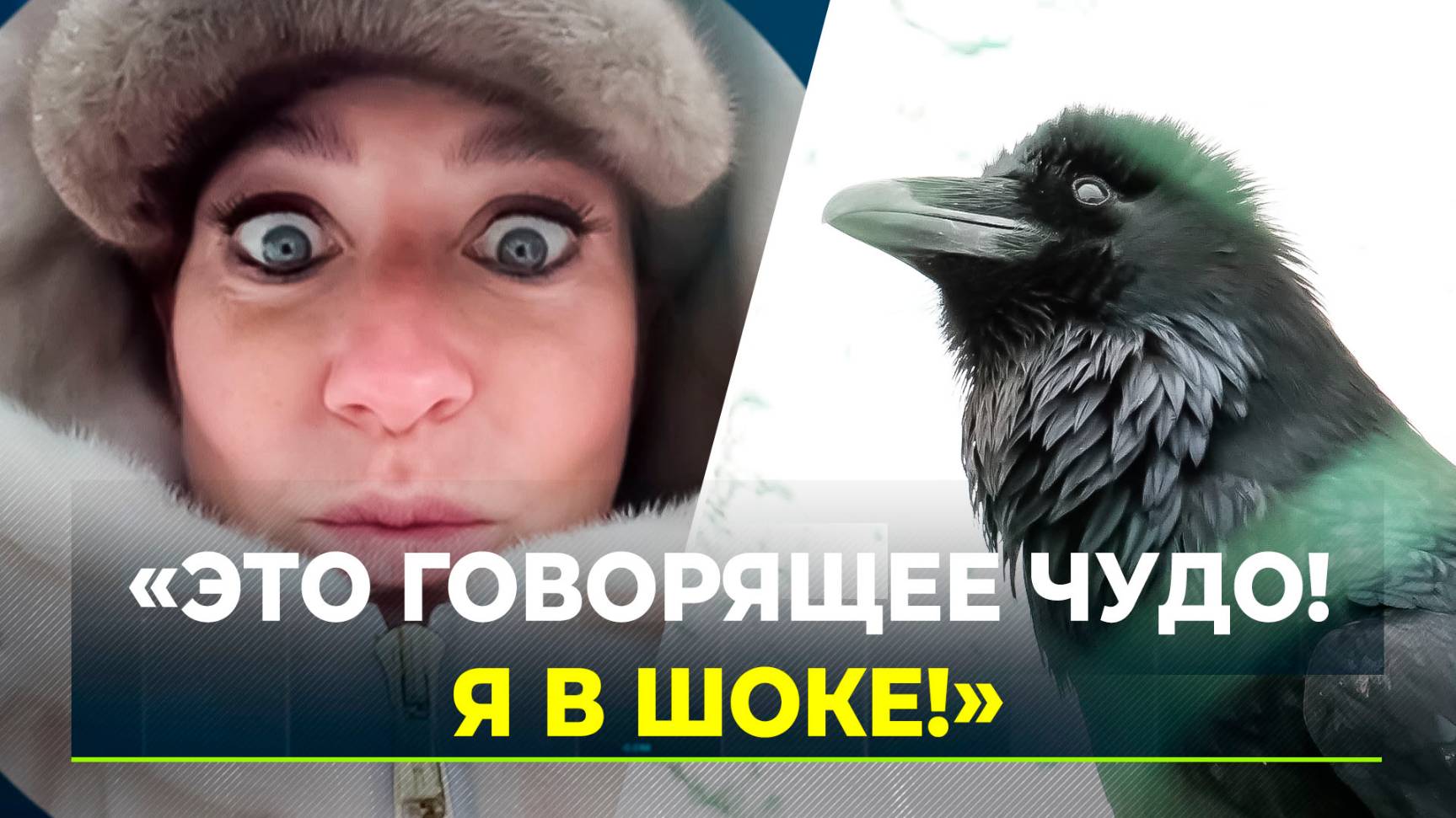 Ворон, которым восхищалась телеведущая Юлия Барановская, стал отцом