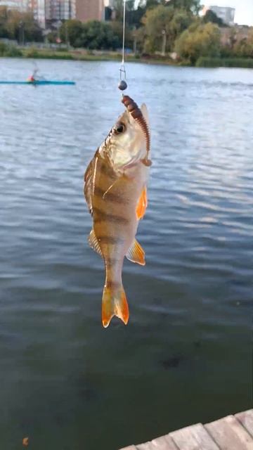 #fishing #azura #рибалка #окунь #best #судак #жор #ультралайт #flagma смотреть онлайн