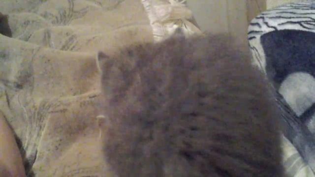 Мой кот любит хипхоп смотреть онлайн