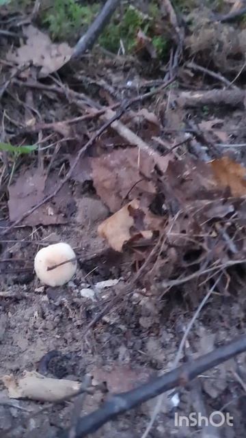 ЗА ГРИБАМИ с баулами. ОСЕННИЙ СБОР ГРИБОВ, грибы прут? смотреть онлайн