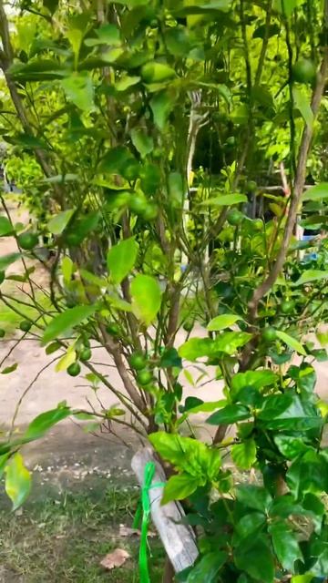 МАГАЗИН ЦВЕТОВ В ПАТТАЙЕ #pattaya #thailand #паттайя #тайланд #t смотреть онлайн