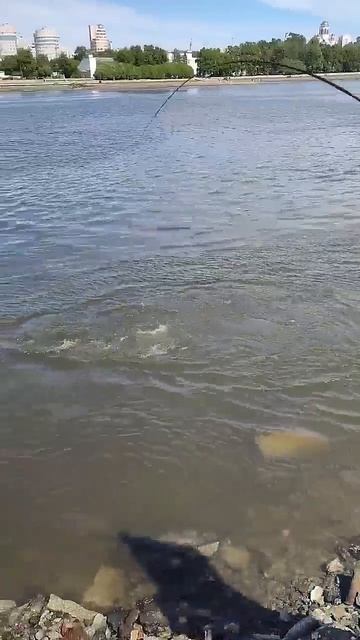 Поймали большого ТОЛСТОЛОБИКА в центре Екатеринбурга смотреть онлайн