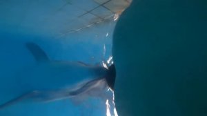 дельфинотерапия от первого лица