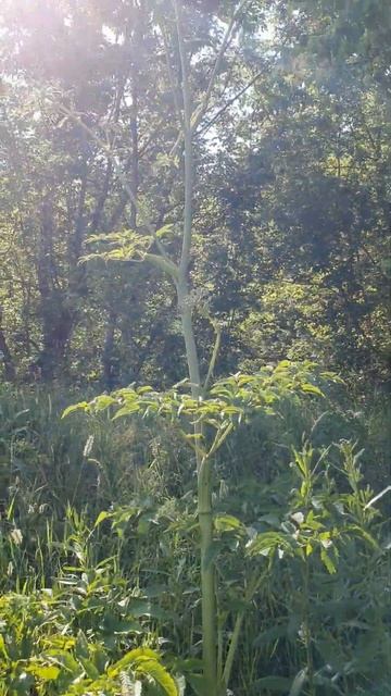 Ядовитое растение (борщевик) смотреть онлайн