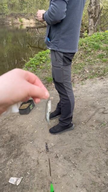 #рыбалка #уклейка 🐟зато сам поймал😊уклейка тоже рыб? смотреть онлайн