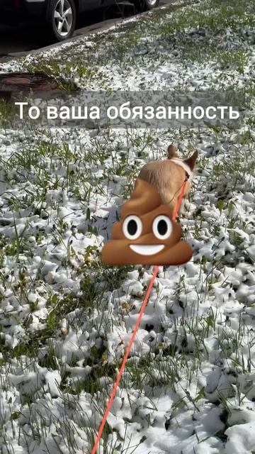 Как есть тепло собаки #какесть #психолог #диетолог #goup # смотреть онлайн