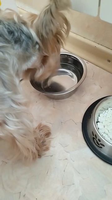 Арник поёт водичку#shorts смотреть онлайн