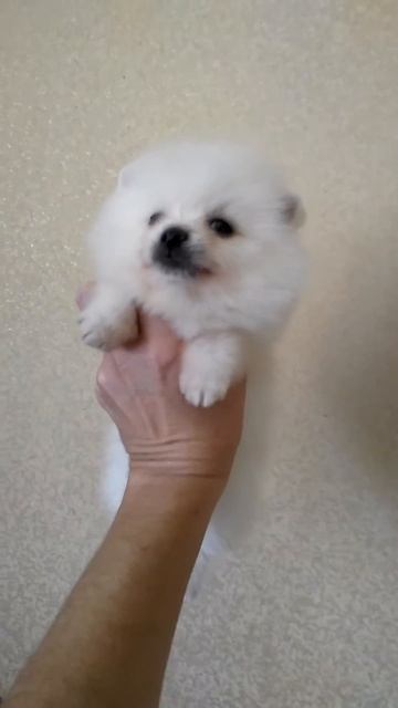 Шпицы. Продажа. Краснодар. смотреть онлайн