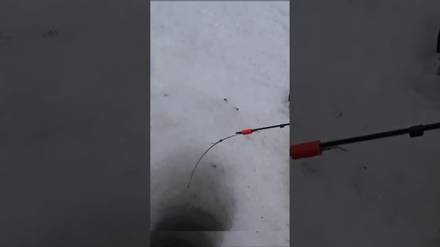 Большая плотва #рыбалка #поклевка #плотва смотреть онлайн