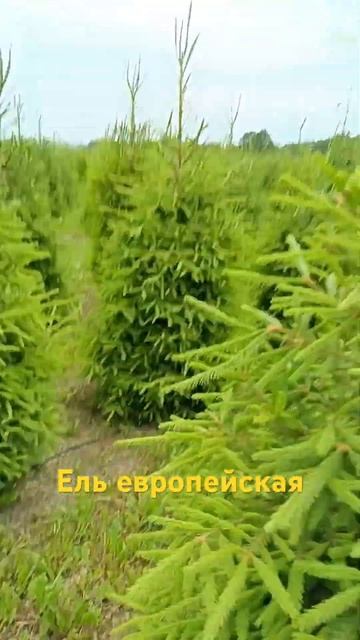 Питомник Ярус представляет ель европейскую стриженну