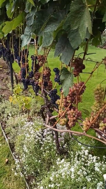 Живая изгородь из садового винограда смотреть онлайн