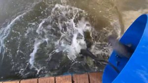 Добавляем в водоем 500кг сома! Рыбалка в Симбухово!