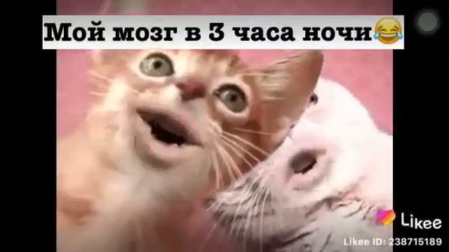 Мой мозг в 3 часа ночи