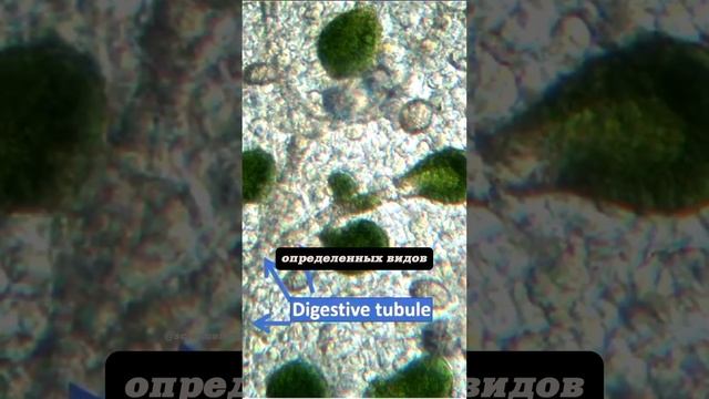 Александр Марков. Как стать растением, если вы животны смотреть онлайн