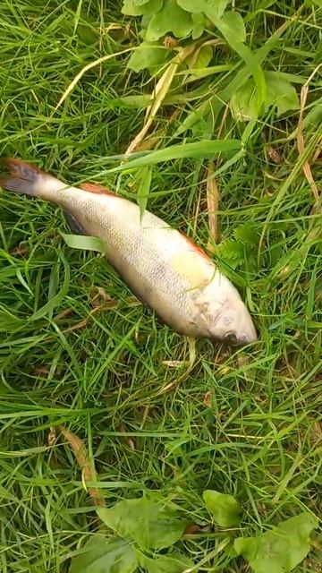 МЕГА УЛОВ,ДЕЛИМ РЫБУ😀😀😀ВЫЕЗД В ОТРЫВКАХ #рекоменда смотреть онлайн