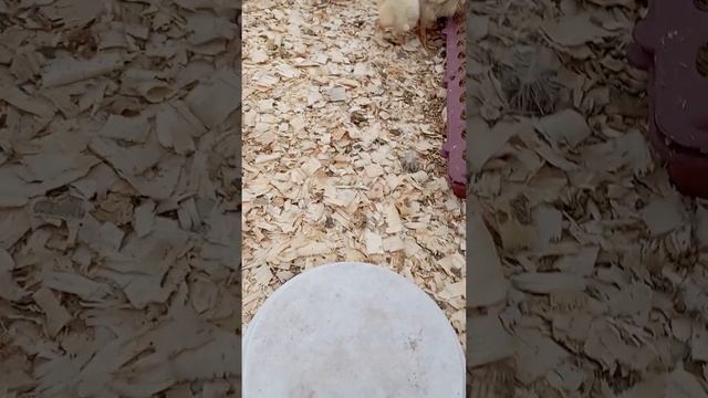 выращивание бройлеров в теплице. четверо и двое суток. смотреть онлайн