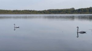 Ночная ловля Белого Амура и Карпа в сентябре.