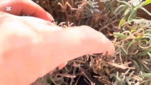 Многолетники на балконе весной