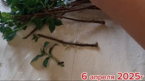 Древесное черенкование без заморочек.Что делаю дальше?!11.04.2025