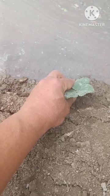 как посадить клубнику смотреть онлайн