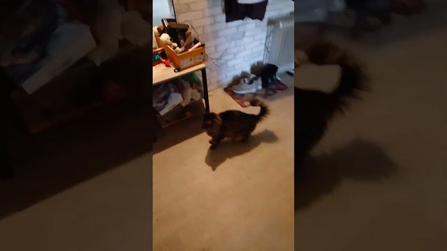 кошки и пылесос смотреть онлайн