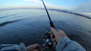 Ловим сибаса  с берега на бомбарду.