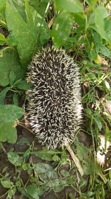 Ёжик пришёл на огород и пугало смотреть онлайн