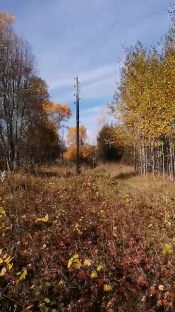 Где-то есть ещё столбы #nature #animals #природа смотреть онлайн