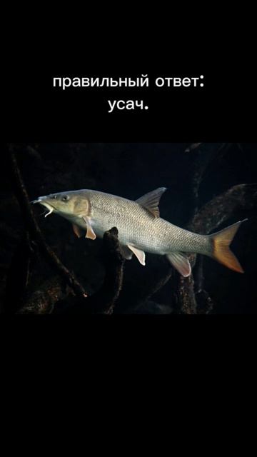 угадай рыбу часть 4.рыбалкарекfishingcarpfishing .завтра воз?