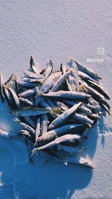 5 февраля 2025 10 кг корюшки за 4 часа! Гертнера. 🐟🎣💙 #nasti смотреть онлайн