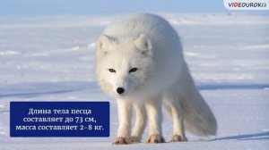 Видеоурок по географии «Животные Антарктиды и Арктик?