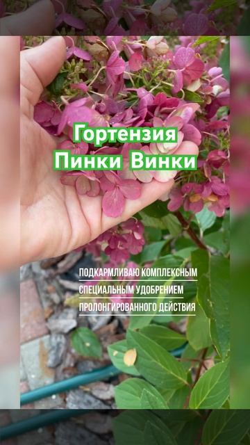 Гортензия Пинки Винки #music #гортензияметельчатая #горт смотреть онлайн