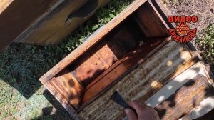 Развитие отводков.