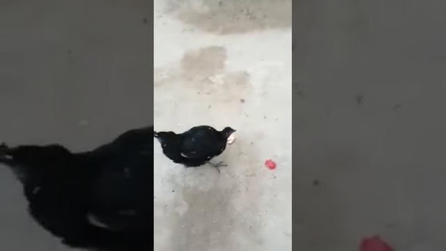 берегис гранат смотреть онлайн