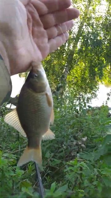 Рыбалка на маховую удочку смотреть онлайн